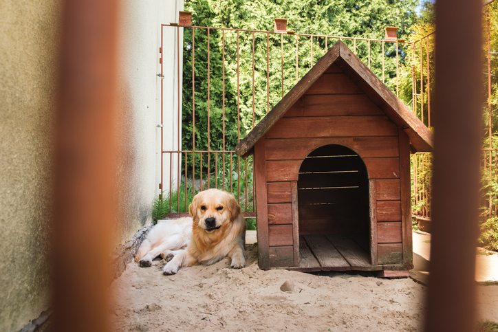 dog behind fence sitting next to a dog house - Honolulu dog bite attorney