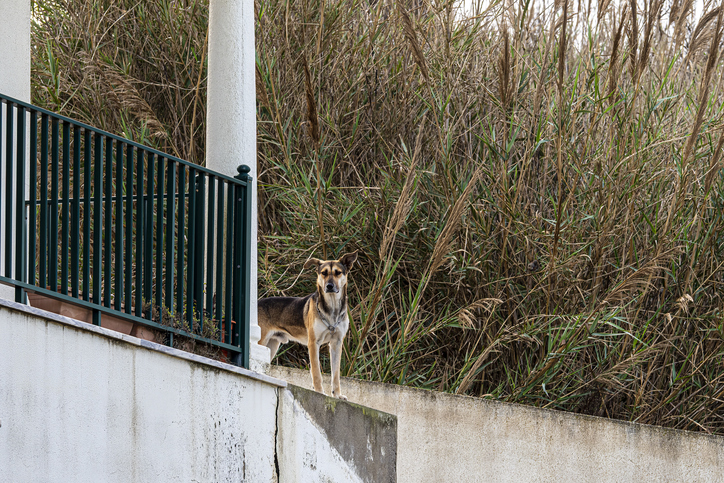 domestic dog standing on wall watching the camera - how long does it take for a dog bite settlement?